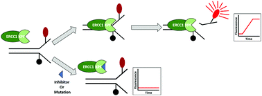 Graphical abstract: Optimised oligonucleotide substrates to assay XPF-ERCC1 nuclease activity for the discovery of DNA repair inhibitors