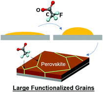 Graphical abstract: A polar-hydrophobic ionic liquid induces grain growth and stabilization in halide perovskites