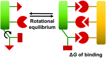 Graphical abstract: Determination of nucleobase-pairing free energies from rotamer equilibria of 2-(methylamino)pyrimidines