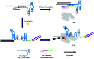 Graphical abstract: Control of CRISPR-Cas9 with small molecule-activated allosteric aptamer regulating sgRNAs