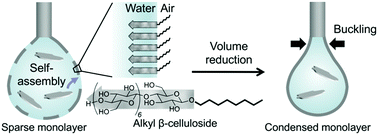 Graphical abstract: Mechanically robust crystalline monolayer assemblies of oligosaccharide-based amphiphiles on water surfaces