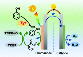 Graphical abstract: Photofuel cell coupling with redox cycling as a highly sensitive and selective self-powered sensing platform for the detection of tyrosinase activity