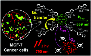 Graphical abstract: Biocompatible conjugated fluorenylporphyrins for two-photon photodynamic therapy and fluorescence imaging
