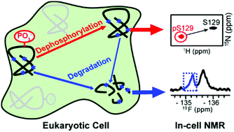 Graphical abstract: Phosphorylation dependent α-synuclein degradation monitored by in-cell NMR