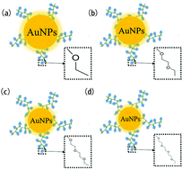 Graphical abstract: Altering polythiophene derivative substrates to control the electrodeposition morphology of Au particles toward ultrafine nanoparticles
