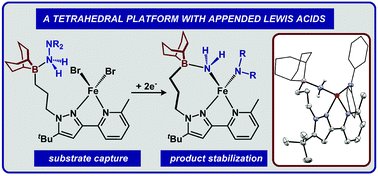 Graphical abstract: Tetrahedral iron featuring an appended Lewis acid: distinct pathways for the reduction of hydroxylamine and hydrazine