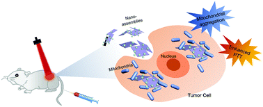 Graphical abstract: Two-dimensional supramolecular assemblies based on β-cyclodextrin-grafted graphene oxide for mitochondrial dysfunction and photothermal therapy