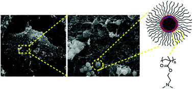 Graphical abstract: Core-independent approach for polymer brush-functionalised nanomaterials with a fluorescent tag for RNA delivery