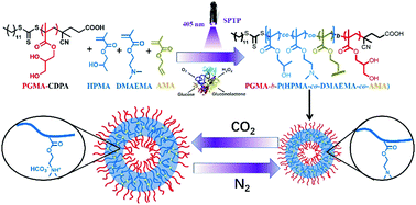 Graphical abstract: Open-air preparation of cross-linked CO2-responsive polymer vesicles by enzyme-assisted photoinitiated polymerization-induced self-assembly