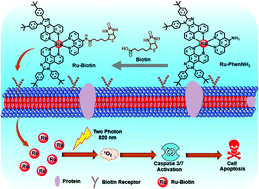 Graphical abstract: A biotinylated ruthenium(ii) photosensitizer for tumor-targeted two-photon photodynamic therapy