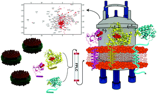 Graphical abstract: Probing protein–protein and protein–substrate interactions in the dynamic membrane-associated ternary complex of cytochromes P450, b5, and reductase