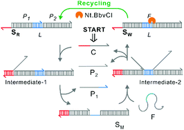 Graphical abstract: Enzyme-assisted waste-to-reactant transformation to engineer renewable DNA circuits