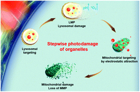 Graphical abstract: The stepwise photodamage of organelles by two-photon luminescent ruthenium(ii) photosensitizers