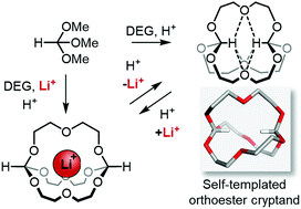 Graphical abstract: Self-templated synthesis of an orthoformate in,in-cryptand and its bridgehead inversion by dynamic covalent exchange
