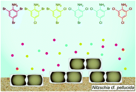 Graphical abstract: Halogenated anilines as novel natural products from a marine biofilm forming microalga