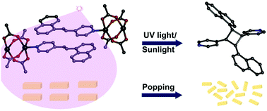Graphical abstract: The sunlight-driven photosalient effect of a 1D coordination polymer and the release of an elusive cyclobutane derivative