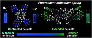 Graphical abstract: Fluorescent molecular spring that visualizes the extension and contraction motions of a double-stranded helicate bearing terminal pyrene units triggered by release and binding of alkali metal ions