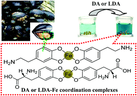 Graphical abstract: A selective colorimetric strategy for probing dopamine and levodopa through the mussel-inspired enhancement of Fe3O4 catalysis