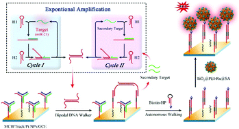 Graphical abstract: Bipedal DNA walker mediated enzyme-free exponential isothermal signal amplification for rapid detection of microRNA