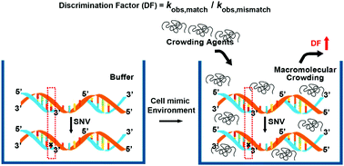 Graphical abstract: Rapid and room temperature detection of single nucleotide variation with enhanced discrimination by crowding assisted allele specific extension