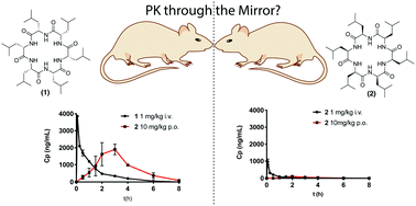 Graphical abstract: Mirror image pairs of cyclic hexapeptides have different oral bioavailabilities and metabolic stabilities