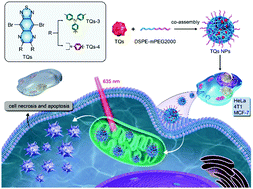 Graphical abstract: Novel mitochondrial-targeted thiadiazolo[3,4-g]quinoxaline dyes as efficient photosensitizers for ultra-low dose operable photodynamic therapy