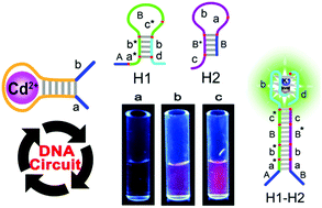 Graphical abstract: An enzyme-free DNA circuit for the amplified detection of Cd2+ based on hairpin probe-mediated toehold binding and branch migration