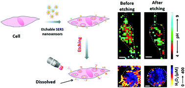 Graphical abstract: Etchable SERS nanosensor for accurate pH and hydrogen peroxide sensing in living cells