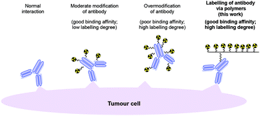 Graphical abstract: Macromolecular approach for targeted radioimmunotherapy in non-Hodgkin's lymphoma