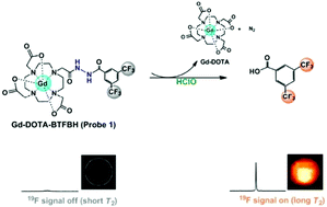 Graphical abstract: A fluorinated bihydrazide conjugate for activatable sensing and imaging of hypochlorous acid by 19F NMR/MRI