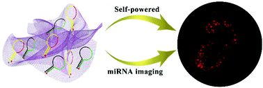 Graphical abstract: Target-triggered, self-powered DNAzyme–MnO2 nanosystem: towards imaging microRNAs in living cells