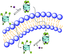 Graphical abstract: Versatile symport transporters based on cyclic peptide dimers