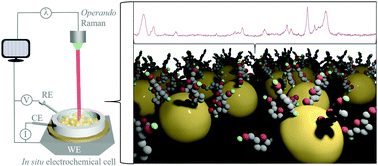Graphical abstract: Operando Raman probing of electrocatalytic biomass oxidation on gold nanoparticle surfaces