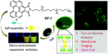 Graphical abstract: A benzoperylene self-assembly complex with turn-on excimer emission for wash-free cell membrane fluorescence imaging