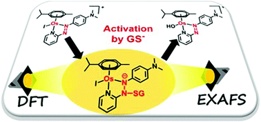 Graphical abstract: Glutathione activation of an organometallic half-sandwich anticancer drug candidate by ligand attack
