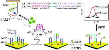 Graphical abstract: LAMP-generated H+ ions-induced dimer i-motif as signal transducer for ultrasensitive electrochemical detection of DNA