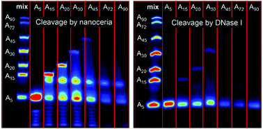 Graphical abstract: Nanoceria as a DNase I mimicking nanozyme