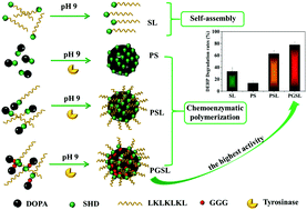 Graphical abstract: Degradation of phthalic acid esters (PAEs) by an enzyme mimic and its application in the degradation of intracellular DEHP