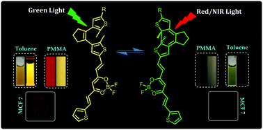 Graphical abstract: Efficient green light-excited switches based on dithienylethenes with BF2-doped π-conjugated systems