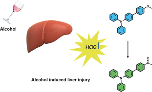 Graphical abstract: Construction of a two-photon fluorescent probe for ratiometric imaging of hypochlorous acid in alcohol-induced liver injury
