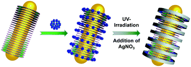 Graphical abstract: Patterning of polyoxometalate rings on gold nanorods