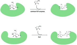 Graphical abstract: PMP–diketopiperazine adducts form at the active site of a PLP dependent enzyme involved in formycin biosynthesis