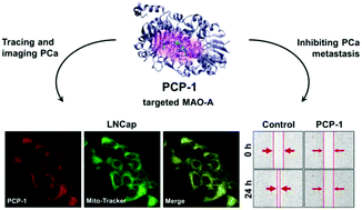 Graphical abstract: Monoamine oxidase-A targeting probe for prostate cancer imaging and inhibition of metastasis