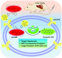 Graphical abstract: A hepatocyte-targeting near-infrared ratiometric fluorescent probe for monitoring peroxynitrite during drug-induced hepatotoxicity and its remediation