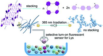 Graphical abstract: Photolysis of a calixpyridinium-based supramolecular amphiphilic assembly and its selective turn-on fluorescence recognition of lysine in water