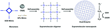Graphical abstract: Cucurbit[8]uril-based supramolecular nanocapsules with a multienzyme-cascade antioxidative effect