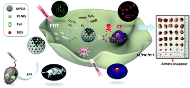 Graphical abstract: Integrating in situ formation of nanozymes with mesoporous polydopamine for combined chemo, photothermal and hypoxia-overcoming photodynamic therapy