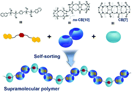 Graphical abstract: Fabrication of nor-seco-cucurbit[10]uril based supramolecular polymers via self-sorting