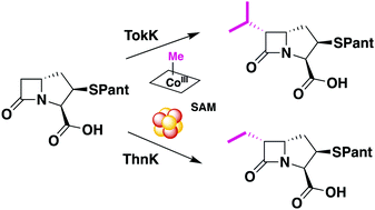 Graphical abstract: Methylations in complex carbapenem biosynthesis are catalyzed by a single cobalamin-dependent radical S-adenosylmethionine enzyme