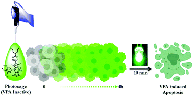 Graphical abstract: Photo-uncaging of BODIPY oxime ester for histone deacetylases induced apoptosis in tumor cells